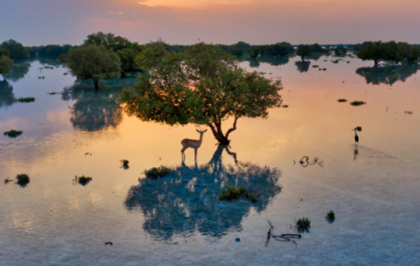 The Jubail mangrove and its wildlife