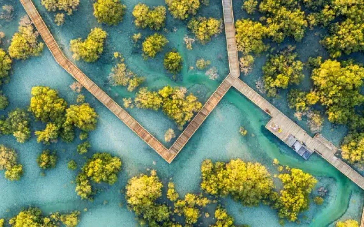 The Jubail mangroves